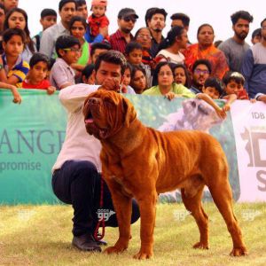 Dog Training Center in Jaipur