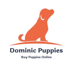 Dominic Puppies